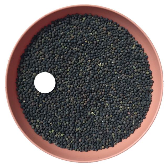 優(yōu)質(zhì)養(yǎng)蜂蜜源植物、牧草光葉紫花苕的種植技術(shù)