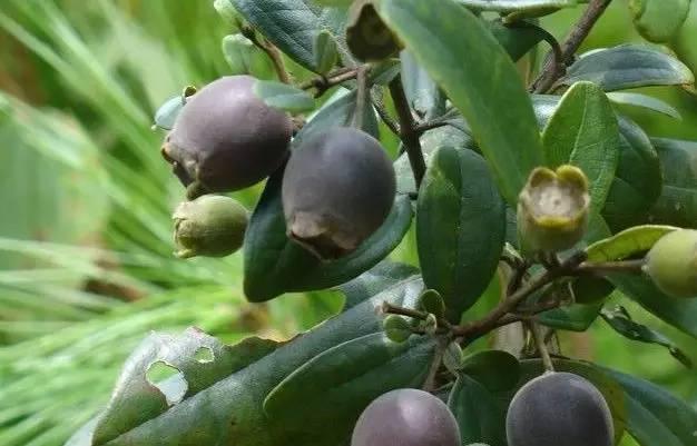 桃金娘可以人工種植嗎？桃金娘種植方法是什么？