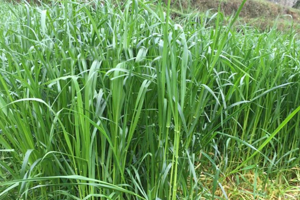 一年生黑麥草牧草種子適應(yīng)性強(qiáng)，易種植、產(chǎn)量高