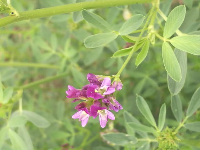 溫帶優(yōu)質(zhì)牧草——紫花苜蓿