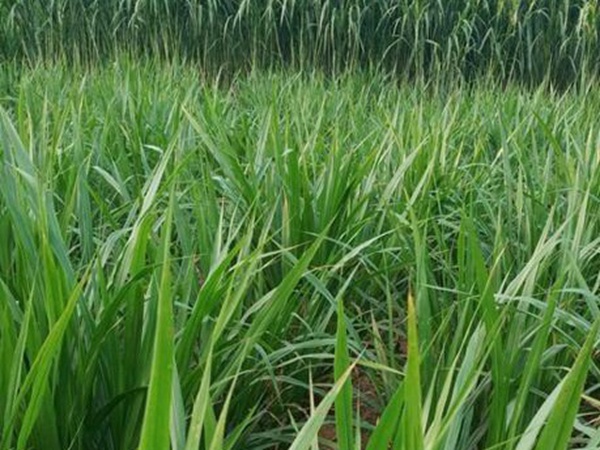 皇竹草種植經(jīng)濟(jì)效益有哪些？作用是什么？