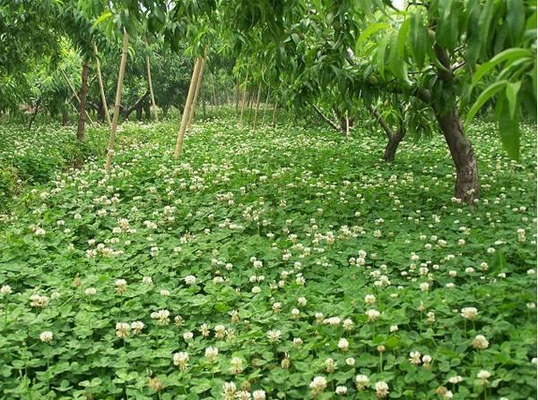 白三葉的種植技術(shù)，什么時候種植比較合適
