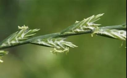 一年生黑麥草基本介紹，和多年生黑麥草有什么區(qū)別