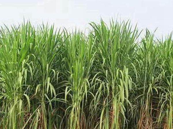 皇竹草種植經(jīng)濟(jì)效益有哪些？作用是什么？