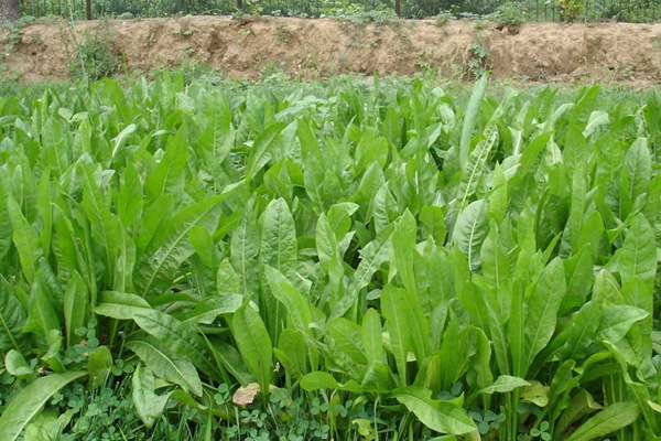 養(yǎng)豬用什么牧草種植比較好？