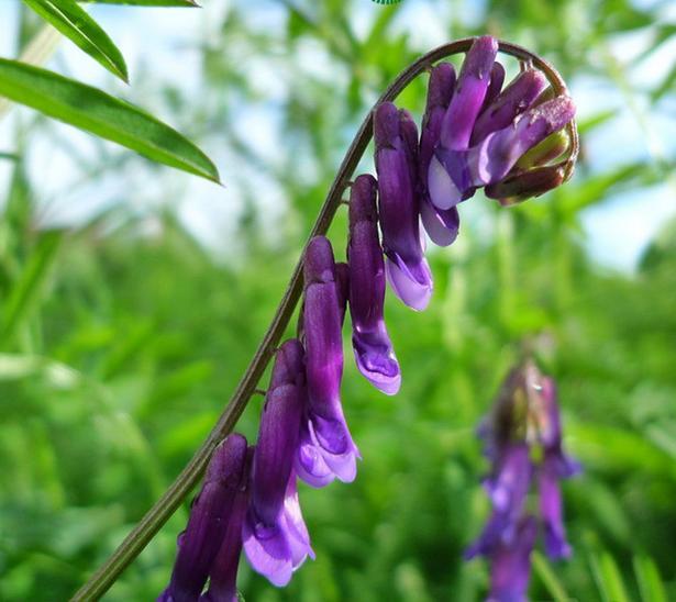 光葉紫花苕的植物學特征及生物學特性經(jīng)濟價值