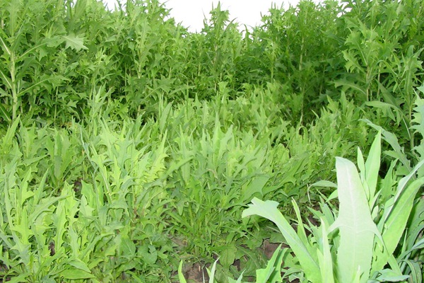 春季栽種苦荬菜種子營養(yǎng)價值高好賣錢