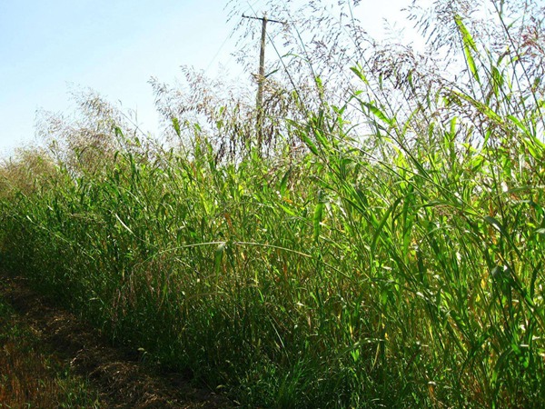 蘇丹草喂牛一畝可養(yǎng)幾頭牛，種植技術(shù)要點是什么