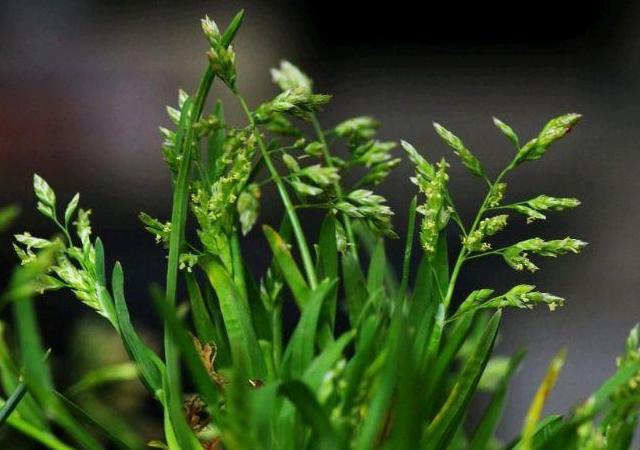 優(yōu)質(zhì)草坪草早熟禾的技術特點，種植養(yǎng)護有幾個要點