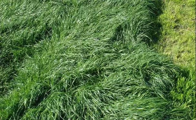 養(yǎng)牛最適合種植什么牧草比較好？種植方法是什么？