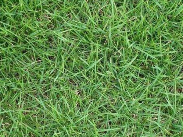 哪個(gè)公司有賣(mài)百慕大種子？種植后幾天可以發(fā)芽？