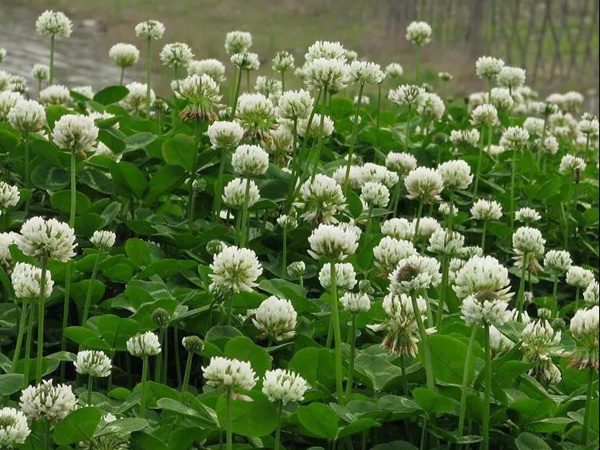 優(yōu)質(zhì)牧草白三葉草種——栽培技術(shù)