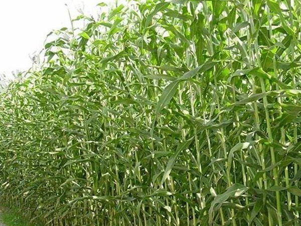 甜高粱的種植技術(shù)，種植需要注意什么
