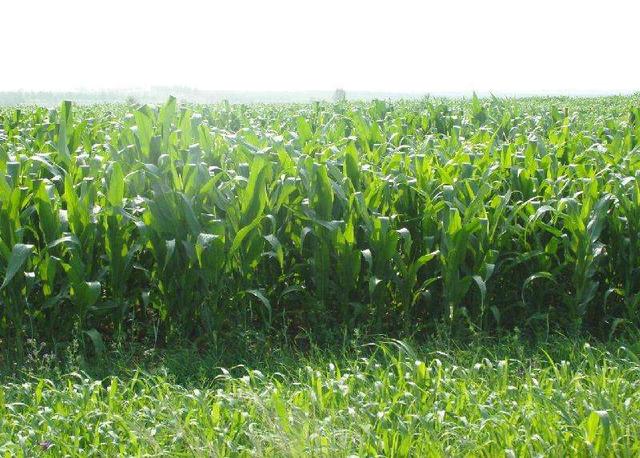 優(yōu)質(zhì)牧草——高丹草，種植高丹草種子如何高產(chǎn)？