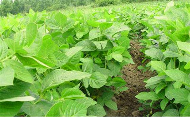 種植黑豆時(shí)，掌握技術(shù)方法產(chǎn)量能提升