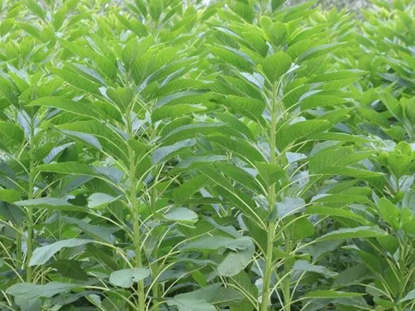 籽粒莧是一種什么植物，又什么作用