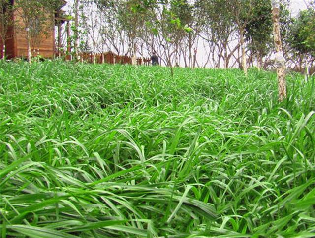 多年生黑麥草是什么？多年生黑麥草的種植方法是什么？