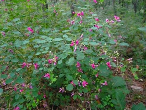 胡枝子的種植技術(shù)介紹，什么時候播種最佳？