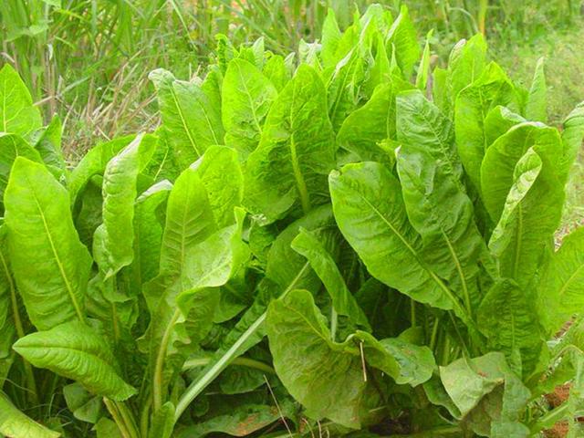 菊苣的主要價(jià)值及種植技術(shù)介紹