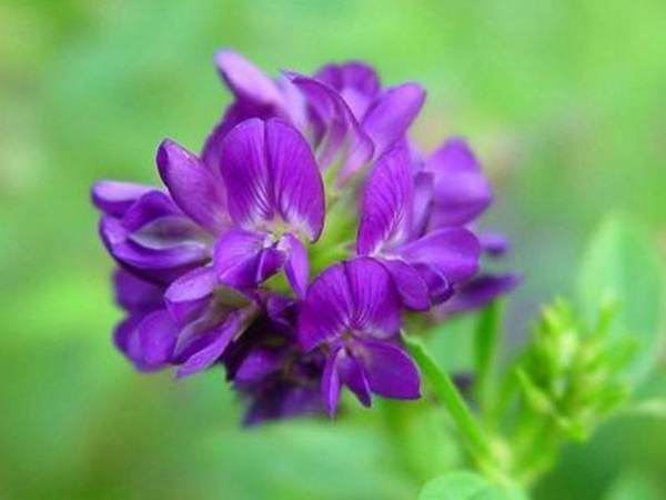“牧草之王”紫花苜蓿怎么種植比較好，什么時(shí)候能種植比較合適？