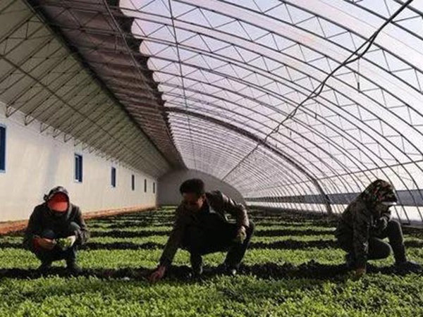 「菊苣」播種前準(zhǔn)備與種植方法