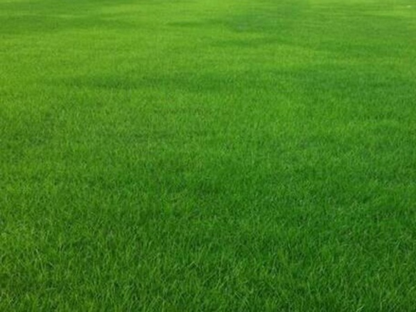 哪個(gè)公司有賣(mài)百慕大種子？種植后幾天可以發(fā)芽？