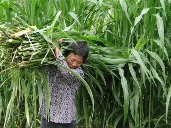 甜高粱種植技術(shù),什么時候播種比較好