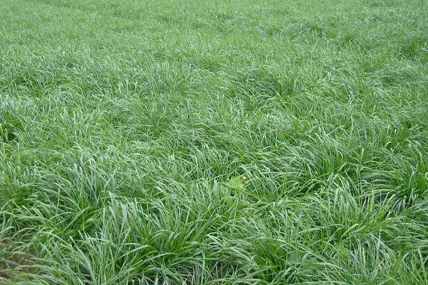一年生黑麥草牧草種子適應(yīng)性強(qiáng)，易種植、產(chǎn)量高