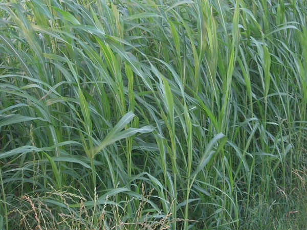蘇丹草種植幾個(gè)步驟以及播種方法