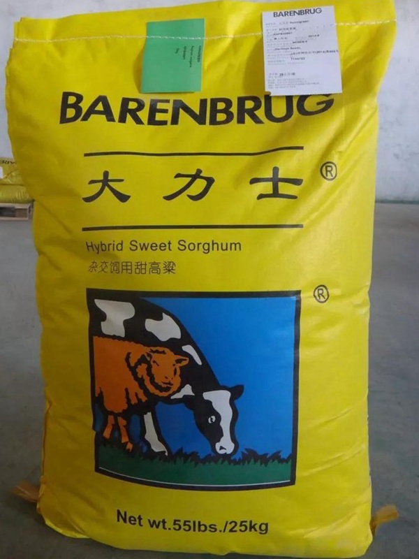 飼用甜高粱“大力士”助您脫貧攻堅！甜高粱牧草種子特性