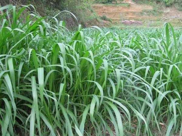 皇竹草種植方法？多少度下適合播種？