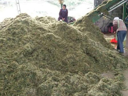 皇竹草可以養(yǎng)豬嗎？皇竹草牧草種子優(yōu)點(diǎn)有哪些？