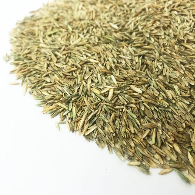 優(yōu)質(zhì)牧草種黑麥草，生長速度快，產(chǎn)量高，畜牧愛吃