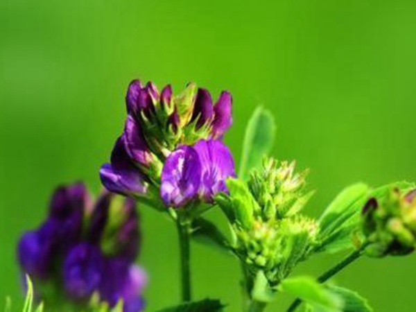 “牧草之王”紫花苜蓿怎么種植比較好，什么時(shí)候能種植比較合適？