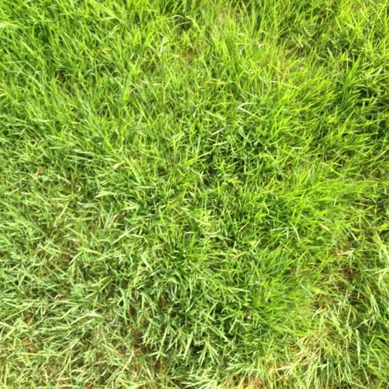 剪股穎綠化草坪種子草簡(jiǎn)介基本介紹