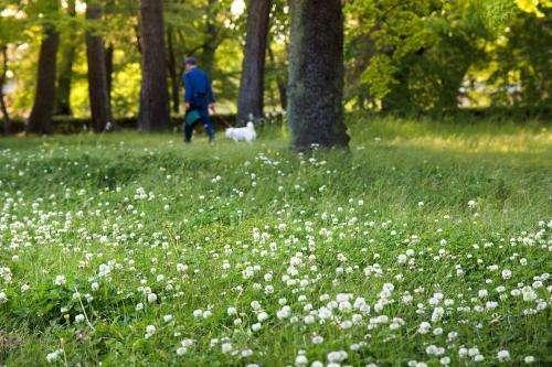 白三葉的種植技術(shù)，什么時候種植比較合適