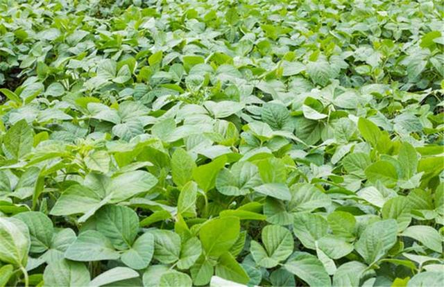 黑豆如何種植？種植方法是什么？有什么需要注意的？