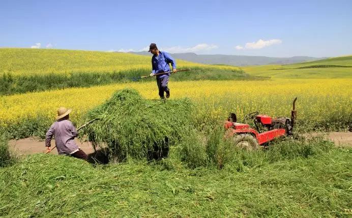 養(yǎng)牛最適合種植什么牧草比較好？種植方法是什么？