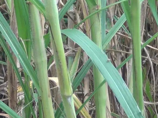 竹鼠粗糧—皇竹草種植方法與播種技術