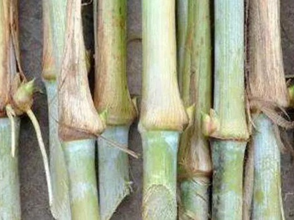 竹鼠粗糧—皇竹草種植方法與播種技術