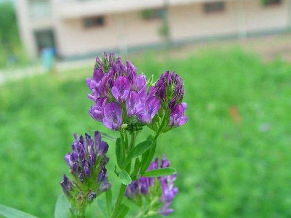 “牧草之王”紫花苜蓿怎么種植比較好，什么時(shí)候能種植比較合適？
