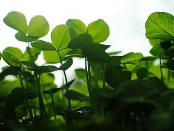 十種優(yōu)質(zhì)牧草及其栽培技術(shù)與方法