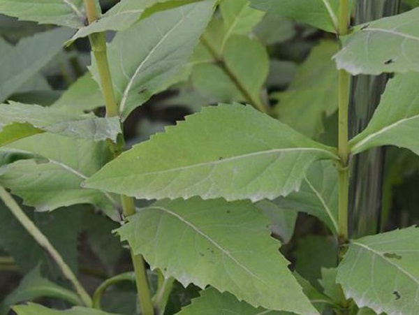 牧草種子介紹丨串葉松香草形態(tài)特征以及主要價(jià)值