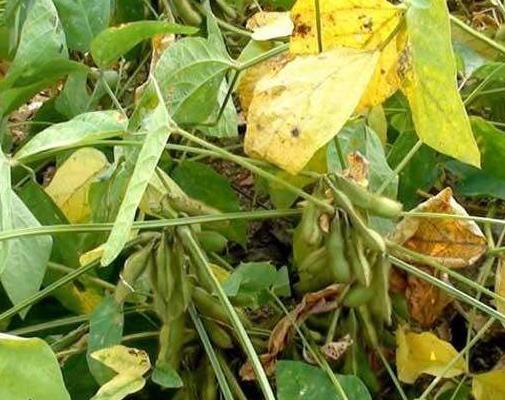 黑豆種植方法有哪些？什么時(shí)候播種比較合適？