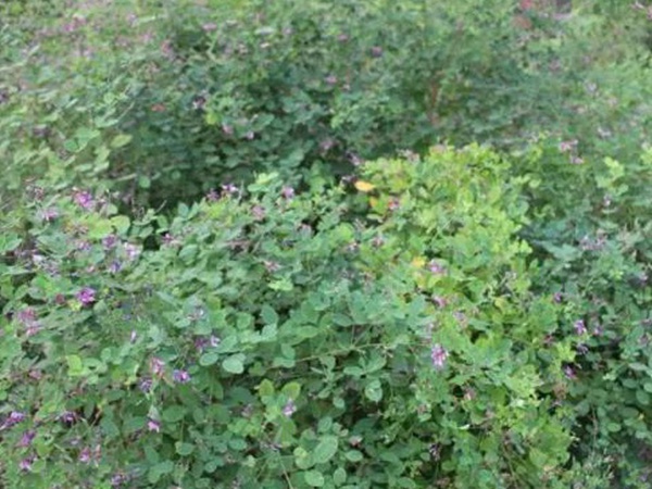 落葉灌木30——胡枝子生態(tài)習性