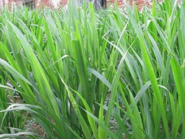 象草是一種高價(jià)值的飼料，種植栽培方法是什么