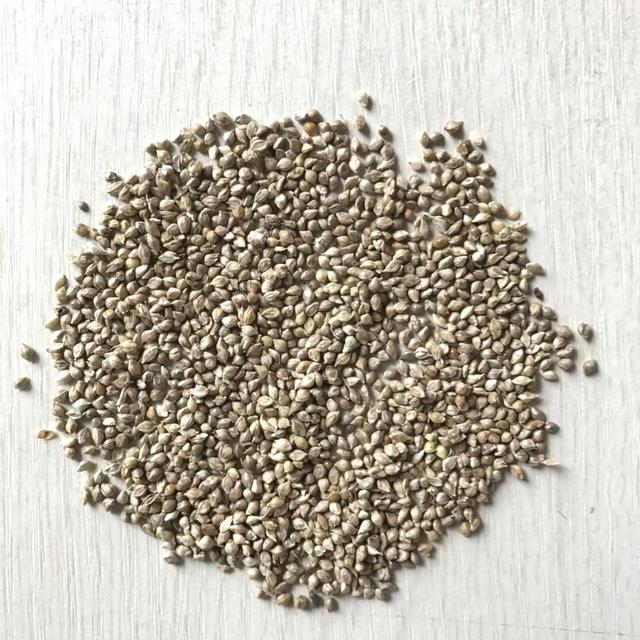 種植小米草的優(yōu)勢(shì)在哪里？養(yǎng)殖小龍蝦怎么樣？