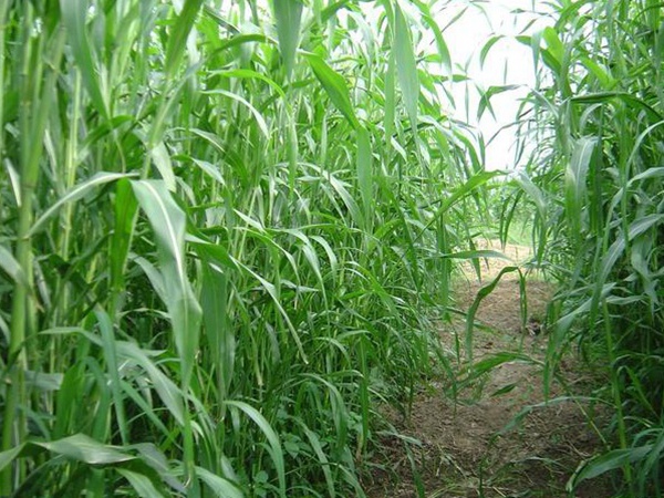 種植牧草需要注意的地方有很多，需要注意什么？
