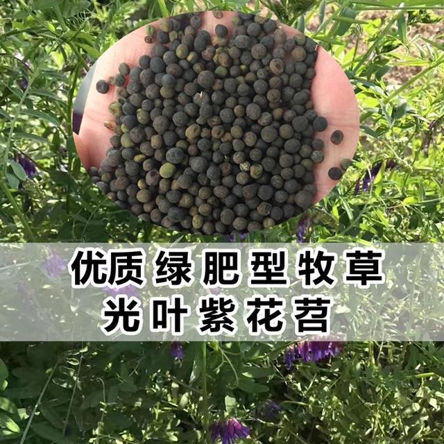 優(yōu)質(zhì)養(yǎng)蜂蜜源植物、牧草光葉紫花苕的種植技術(shù)