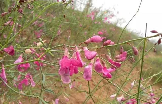 守護(hù)沙漠的花姑娘——花棒形態(tài)特征以及經(jīng)濟(jì)價值